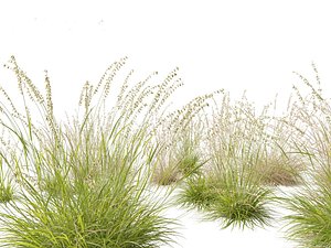 Bouteloua curtipendula - Sideoats grama 01 3D model