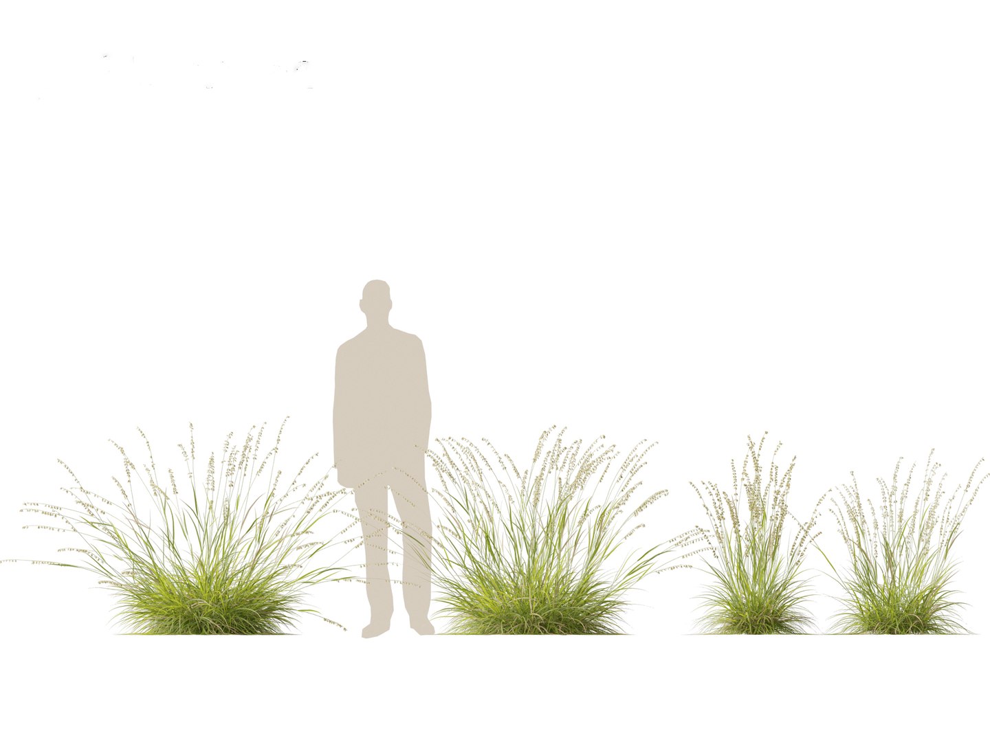 Bouteloua curtipendula - Sideoats grama 01 3D model https://p.turbosquid.com/ts-thumb/Ye/jLbxuA/z5/boutelouacurtipendula013/jpg/1692498689/1920x1080/fit_q87/3c25de86e29d390cb04145ff9f5fd672ae77364b/boutelouacurtipendula013.jpg