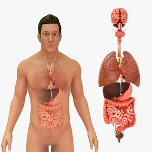 Organs