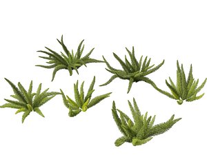 3D Asparagus densiflorus - asparagus fern model