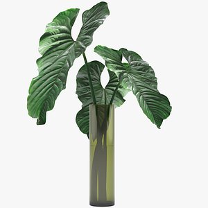 3D anthurium plant flower