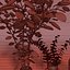 Decorative set with eucalyptus in a vase # 2
