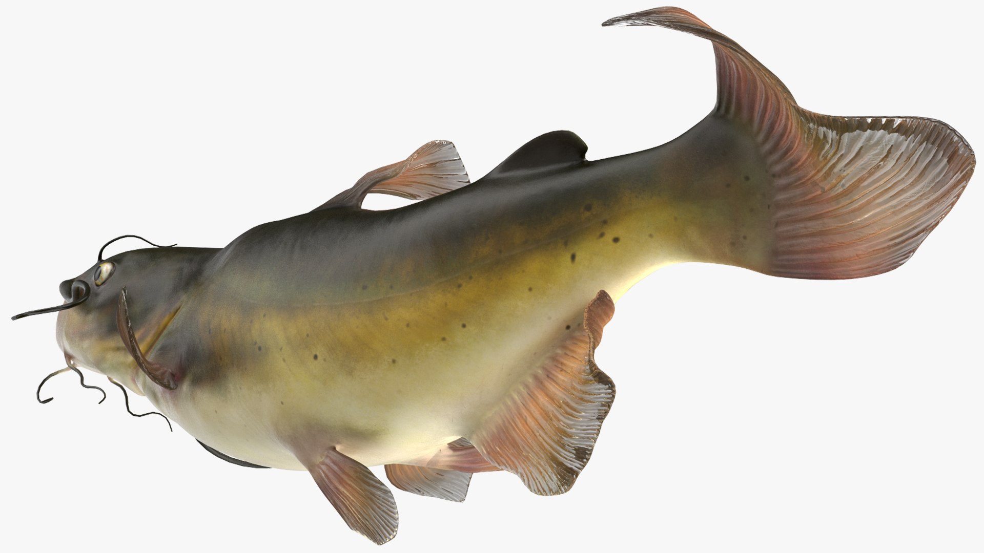 3D Channel Catfish Ictalurus Punctatus Rigged for Cinema 4D model https://p.turbosquid.com/ts-thumb/Yf/ntUNHQ/58/channelcatfishictaluruspunctatusriggedc4dmodel017/jpg/1639643984/1920x1080/fit_q87/debc17e4c647ae1c2cb764b9bb361e71e1d34c06/channelcatfishictaluruspunctatusriggedc4dmodel017.jpg