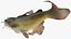Channel Catfish Ictalurus Punctatus Rigged for Cinema 4D