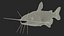 Channel Catfish Ictalurus Punctatus Rigged for Cinema 4D
