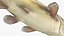 Channel Catfish Ictalurus Punctatus Rigged for Cinema 4D