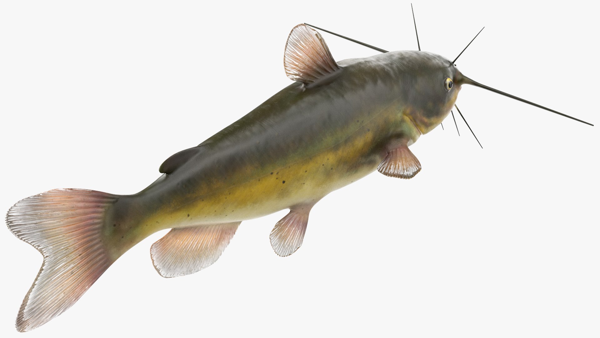 3D Channel Catfish Ictalurus Punctatus Rigged for Cinema 4D model https://p.turbosquid.com/ts-thumb/Yf/ntUNHQ/7M/channelcatfishictaluruspunctatusriggedc4dmodel016/jpg/1639643980/1920x1080/fit_q87/9722a138482c38cda7b2b3a64e8380c7a4f6b397/channelcatfishictaluruspunctatusriggedc4dmodel016.jpg