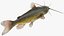 Channel Catfish Ictalurus Punctatus Rigged for Cinema 4D