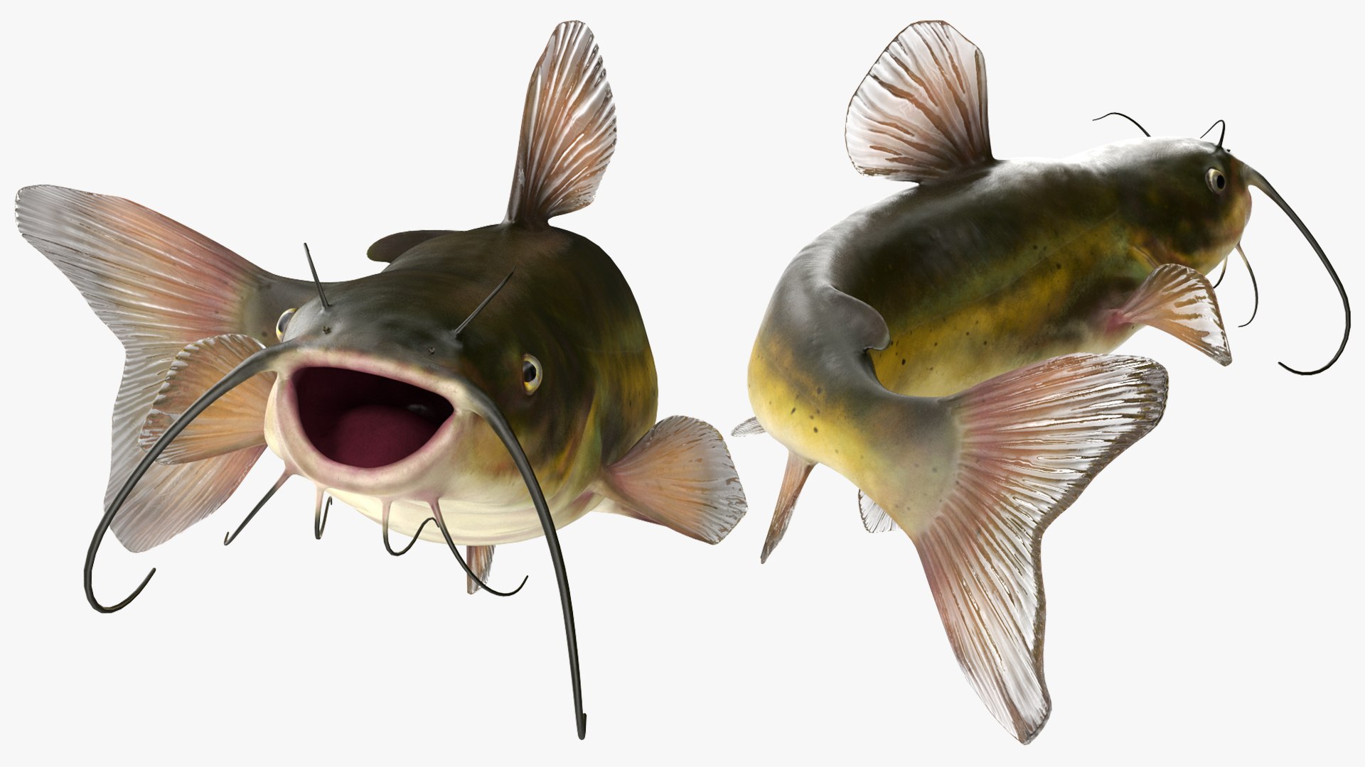3D Channel Catfish Ictalurus Punctatus Rigged for Cinema 4D model https://p.turbosquid.com/ts-thumb/Yf/ntUNHQ/8p/channelcatfishictaluruspunctatusriggedc4dmodel025/jpg/1639644007/1920x1080/fit_q87/530a0da86d10eb34adf58a049225989672d37ba5/channelcatfishictaluruspunctatusriggedc4dmodel025.jpg
