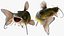 Channel Catfish Ictalurus Punctatus Rigged for Cinema 4D