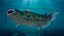 Channel Catfish Ictalurus Punctatus Rigged for Cinema 4D