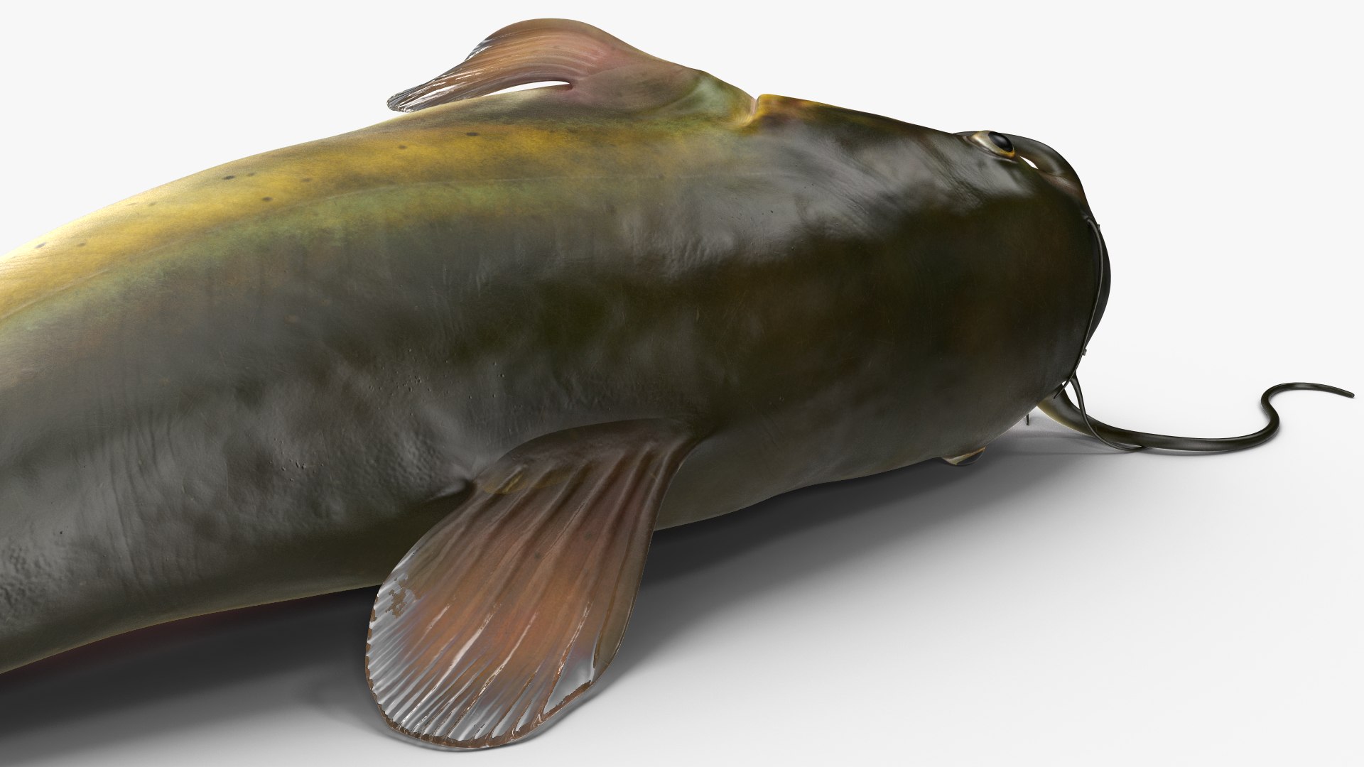 3D Channel Catfish Ictalurus Punctatus Rigged for Cinema 4D model https://p.turbosquid.com/ts-thumb/Yf/ntUNHQ/Bz/channelcatfishictaluruspunctatusriggedc4dmodel031/jpg/1639644027/1920x1080/fit_q87/a0671aebce04a1cfebfb22dfbe1f6e7f175c138f/channelcatfishictaluruspunctatusriggedc4dmodel031.jpg