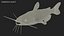 Channel Catfish Ictalurus Punctatus Rigged for Cinema 4D