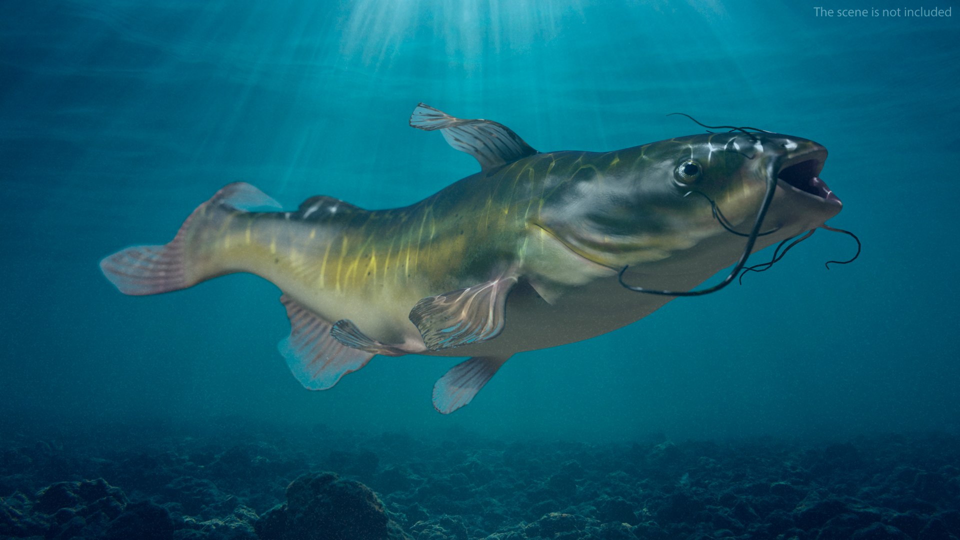 3D Channel Catfish Ictalurus Punctatus Rigged for Cinema 4D model https://p.turbosquid.com/ts-thumb/Yf/ntUNHQ/Ed/channelcatfishictaluruspunctatusriggedc4dmodel004/jpg/1639643933/1920x1080/fit_q87/68d7bd02386045cb9cb650c233f47d6bcc23cafb/channelcatfishictaluruspunctatusriggedc4dmodel004.jpg