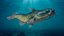Channel Catfish Ictalurus Punctatus Rigged for Cinema 4D