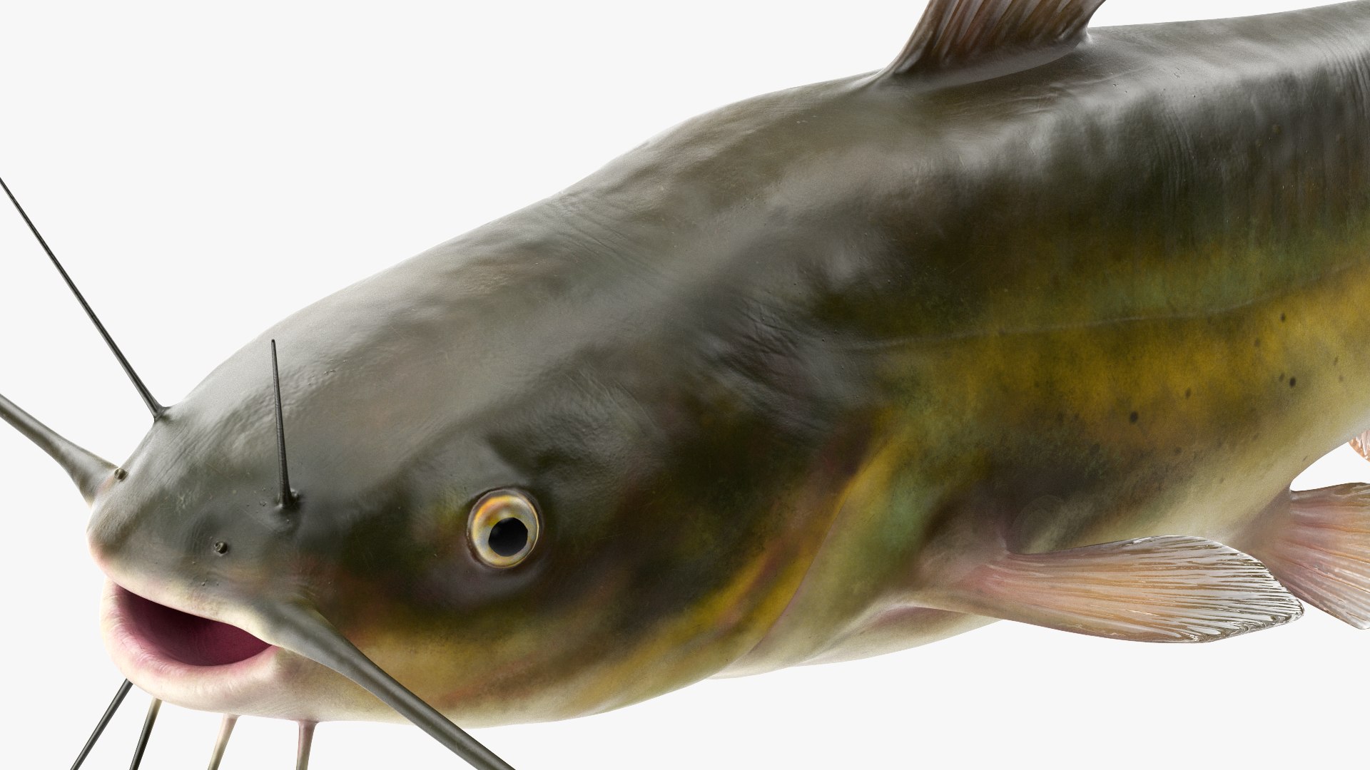 3D Channel Catfish Ictalurus Punctatus Rigged for Cinema 4D model https://p.turbosquid.com/ts-thumb/Yf/ntUNHQ/GQ/channelcatfishictaluruspunctatusriggedc4dmodel028/jpg/1639644017/1920x1080/fit_q87/413b8b7b9c9bf1ef13ff2bf4b0266bd40d108673/channelcatfishictaluruspunctatusriggedc4dmodel028.jpg