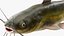 Channel Catfish Ictalurus Punctatus Rigged for Cinema 4D