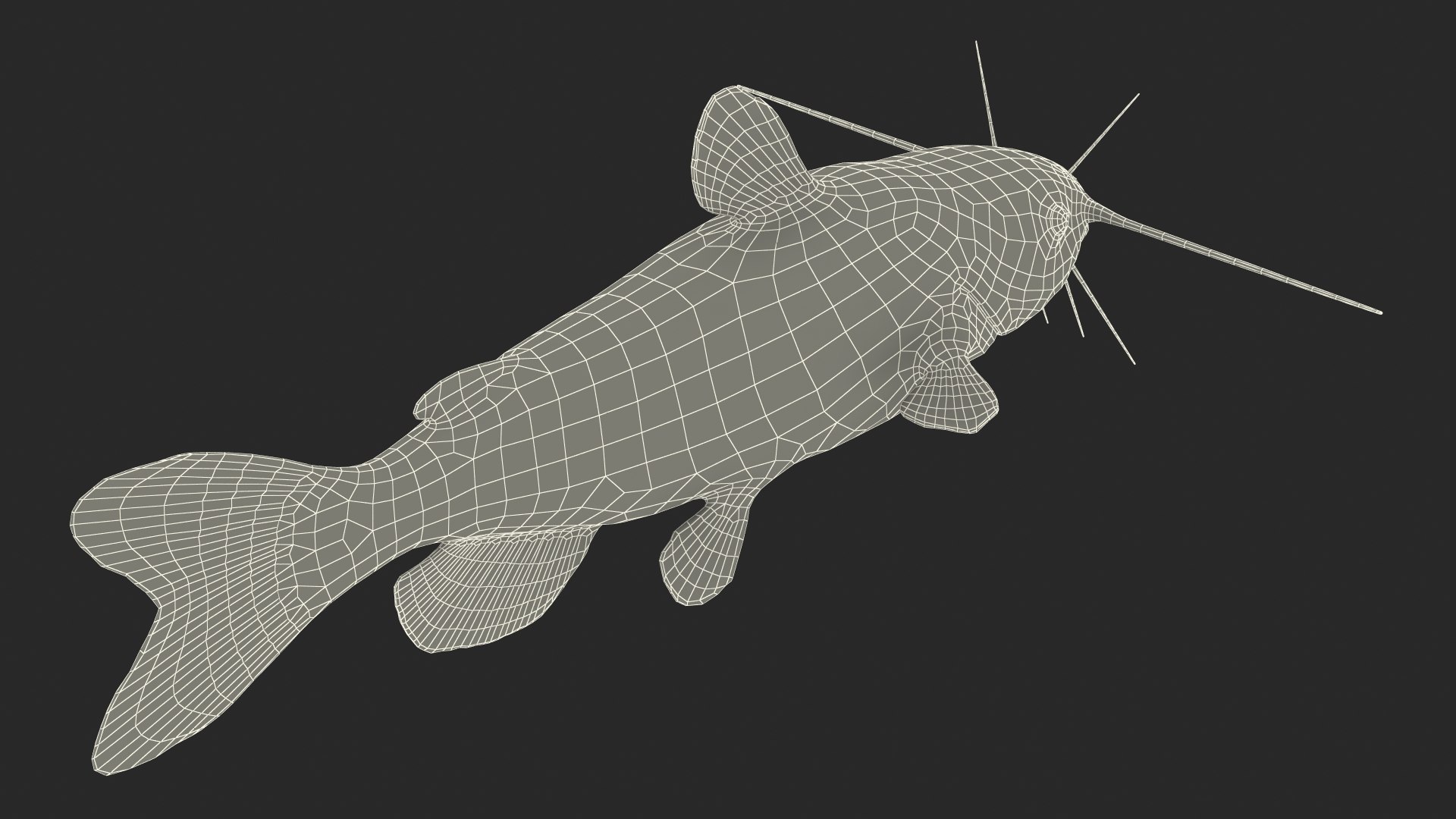 3D Channel Catfish Ictalurus Punctatus Rigged for Cinema 4D model https://p.turbosquid.com/ts-thumb/Yf/ntUNHQ/I4/channelcatfishictaluruspunctatusriggedc4dmodel043/jpg/1639644063/1920x1080/fit_q87/a0a9ddd12678b691297af29c7a32715dae5500cb/channelcatfishictaluruspunctatusriggedc4dmodel043.jpg