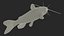 Channel Catfish Ictalurus Punctatus Rigged for Cinema 4D