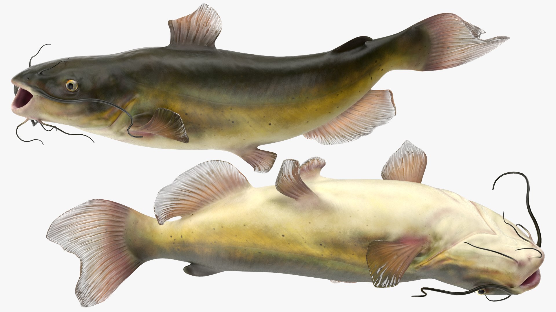 3D Channel Catfish Ictalurus Punctatus Rigged for Cinema 4D model https://p.turbosquid.com/ts-thumb/Yf/ntUNHQ/M7/channelcatfishictaluruspunctatusriggedc4dmodel024/jpg/1639644005/1920x1080/fit_q87/c894242453312ac491f933efb25cc0e327a977af/channelcatfishictaluruspunctatusriggedc4dmodel024.jpg