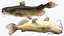 Channel Catfish Ictalurus Punctatus Rigged for Cinema 4D
