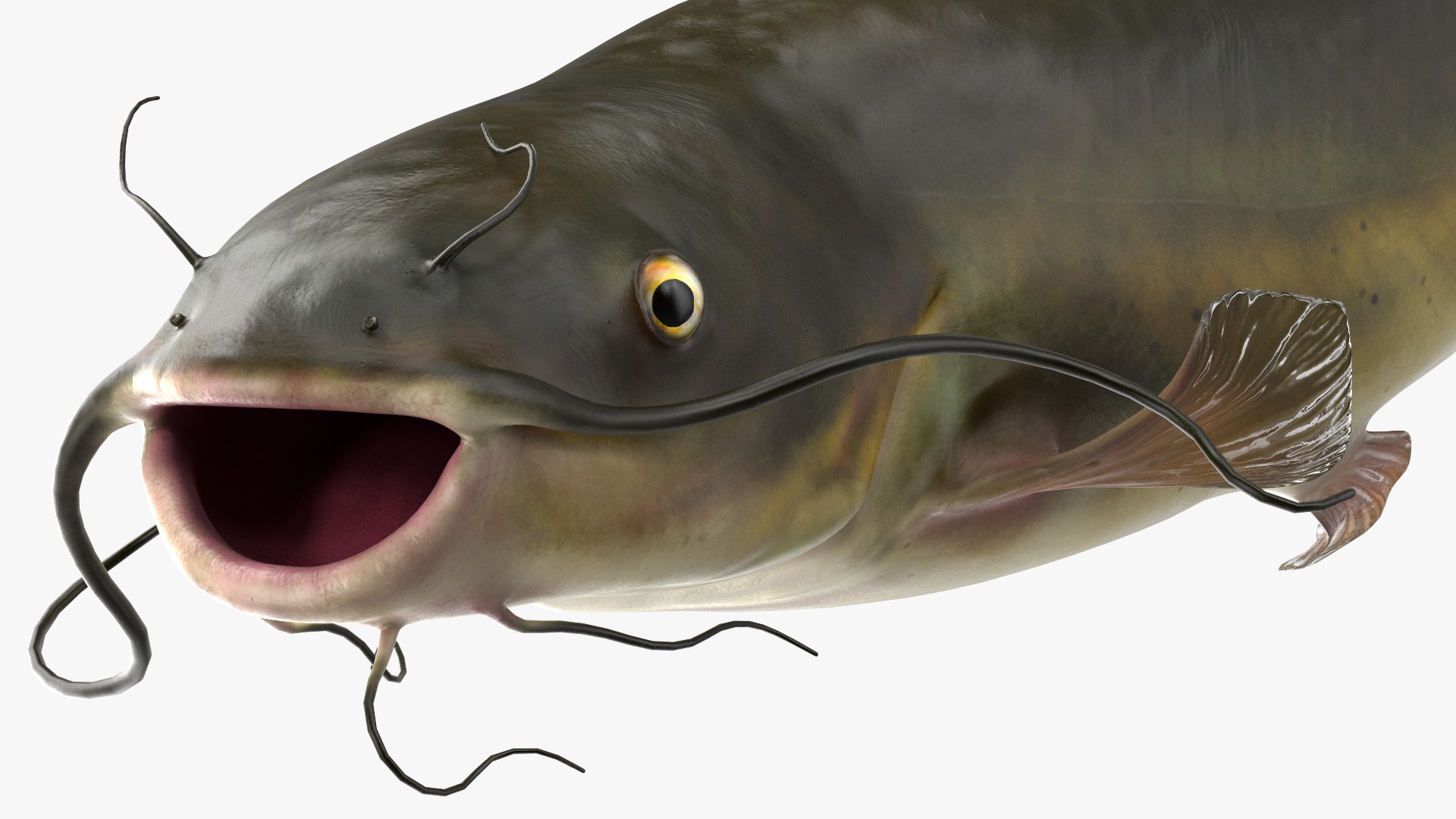 3D Channel Catfish Ictalurus Punctatus Rigged for Cinema 4D model https://p.turbosquid.com/ts-thumb/Yf/ntUNHQ/N0/channelcatfishictaluruspunctatusriggedc4dmodel034/jpg/1639644036/1920x1080/fit_q87/7e24e3ec39d37b3c60a13af6e90ecd9e0c960715/channelcatfishictaluruspunctatusriggedc4dmodel034.jpg