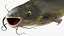 Channel Catfish Ictalurus Punctatus Rigged for Cinema 4D