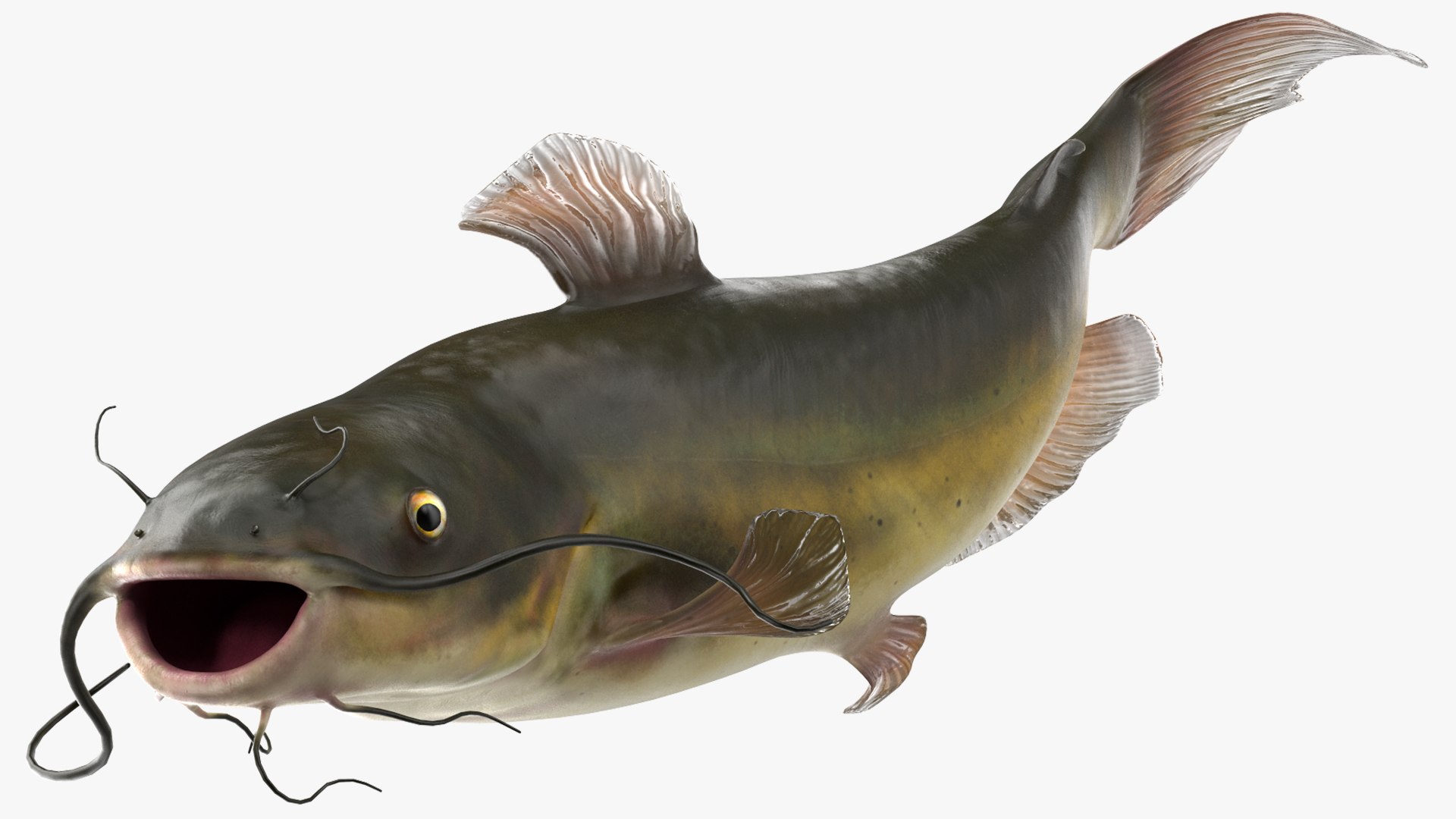 3D Channel Catfish Ictalurus Punctatus Rigged for Cinema 4D model https://p.turbosquid.com/ts-thumb/Yf/ntUNHQ/N5/channelcatfishictaluruspunctatusriggedc4dmodel013/jpg/1639643971/1920x1080/fit_q87/752fdedb335f5b581ac3ac035d356b44299b7e32/channelcatfishictaluruspunctatusriggedc4dmodel013.jpg