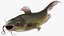 Channel Catfish Ictalurus Punctatus Rigged for Cinema 4D