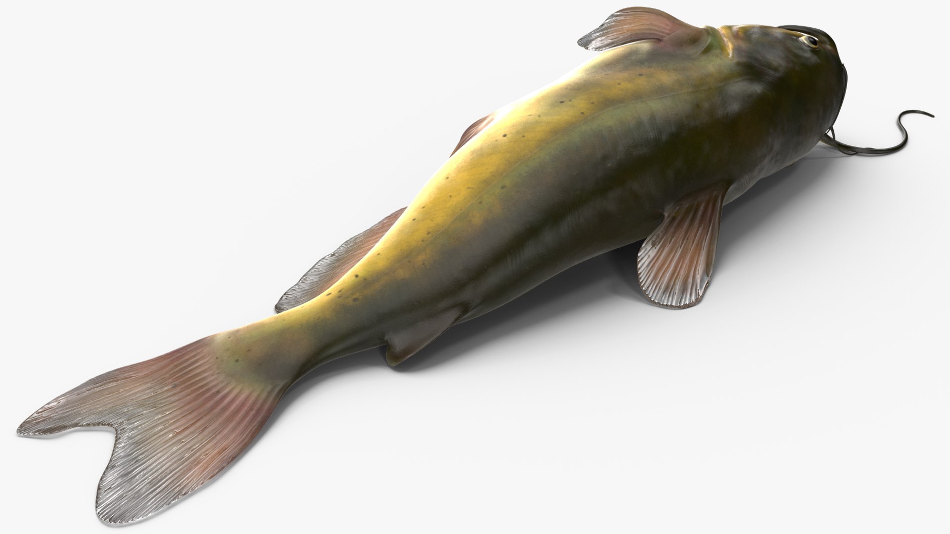 3D Channel Catfish Ictalurus Punctatus Rigged for Cinema 4D model https://p.turbosquid.com/ts-thumb/Yf/ntUNHQ/O7/channelcatfishictaluruspunctatusriggedc4dmodel019/jpg/1639643990/1920x1080/fit_q87/9e932f900f69e43869eaf0ab3aad3c412028075e/channelcatfishictaluruspunctatusriggedc4dmodel019.jpg