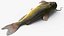 Channel Catfish Ictalurus Punctatus Rigged for Cinema 4D