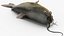Channel Catfish Ictalurus Punctatus Rigged for Cinema 4D