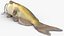 Channel Catfish Ictalurus Punctatus Rigged for Cinema 4D