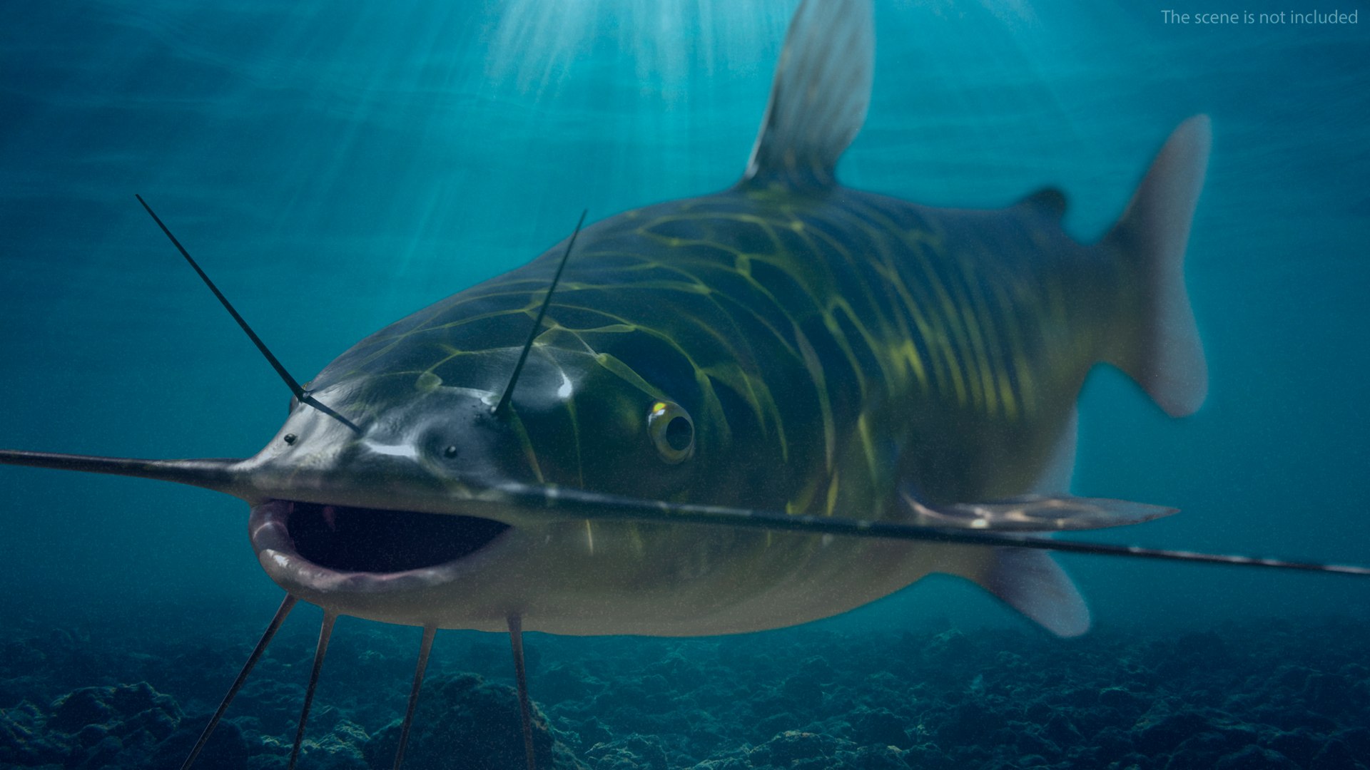 3D Channel Catfish Ictalurus Punctatus Rigged for Cinema 4D model https://p.turbosquid.com/ts-thumb/Yf/ntUNHQ/PT/channelcatfishictaluruspunctatusriggedc4dmodel007/jpg/1639643945/1920x1080/fit_q87/6deb63ffcea0f03ab0d4696964e3741f9c508e76/channelcatfishictaluruspunctatusriggedc4dmodel007.jpg
