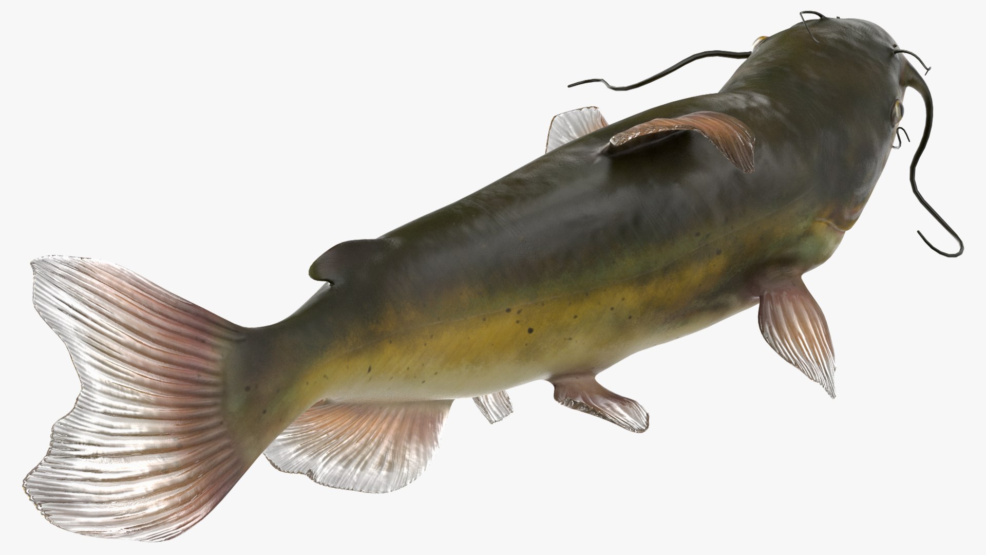3D Channel Catfish Ictalurus Punctatus Rigged for Cinema 4D model https://p.turbosquid.com/ts-thumb/Yf/ntUNHQ/Pg/channelcatfishictaluruspunctatusriggedc4dmodel018/jpg/1639643987/1920x1080/fit_q87/0f53829c9effa6716430b733998141da5476de2c/channelcatfishictaluruspunctatusriggedc4dmodel018.jpg
