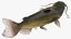 Channel Catfish Ictalurus Punctatus Rigged for Cinema 4D