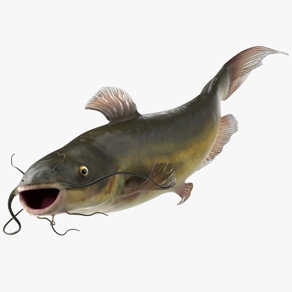 3D Channel Catfish Ictalurus Punctatus Rigged for Cinema 4D model ...