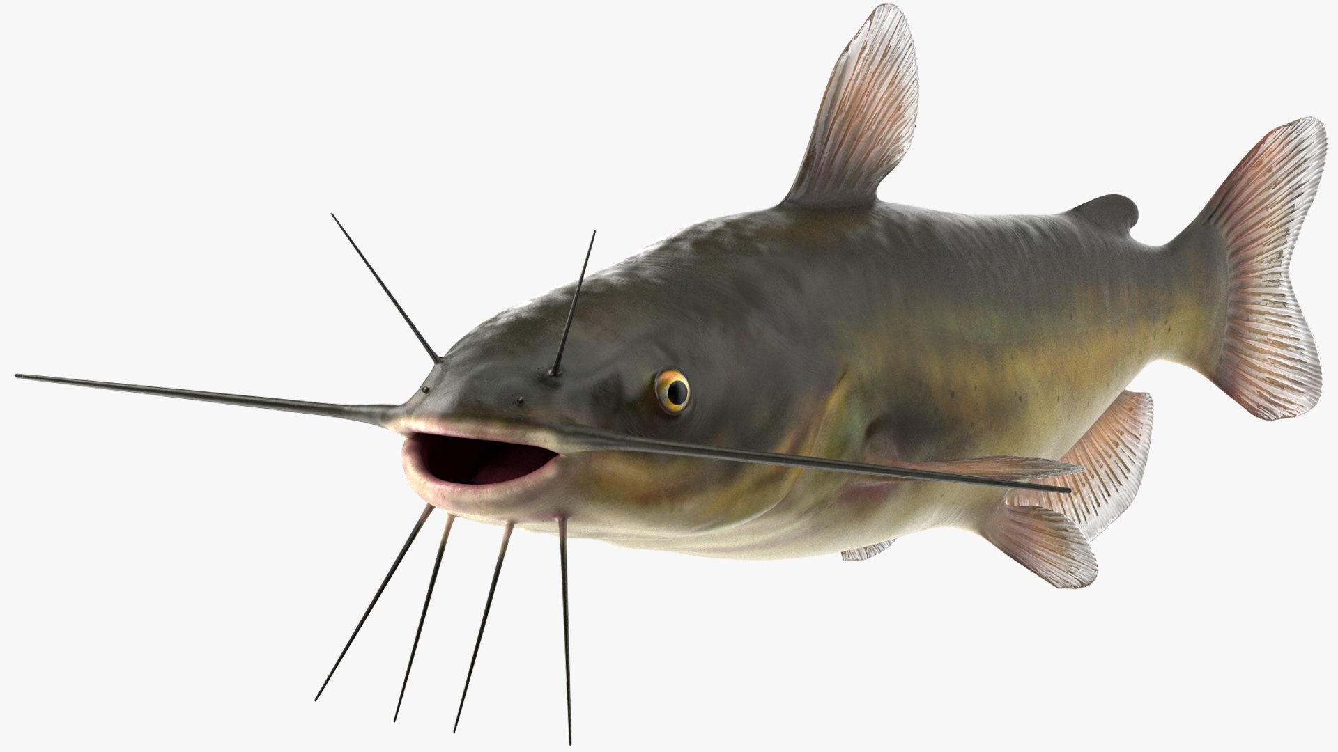 3D Channel Catfish Ictalurus Punctatus Rigged for Cinema 4D model https://p.turbosquid.com/ts-thumb/Yf/ntUNHQ/WF/channelcatfishictaluruspunctatusriggedc4dmodel012/jpg/1639643968/1920x1080/fit_q87/5d90968be110a4b0dc511d5e62db40c8811e445f/channelcatfishictaluruspunctatusriggedc4dmodel012.jpg