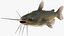 Channel Catfish Ictalurus Punctatus Rigged for Cinema 4D