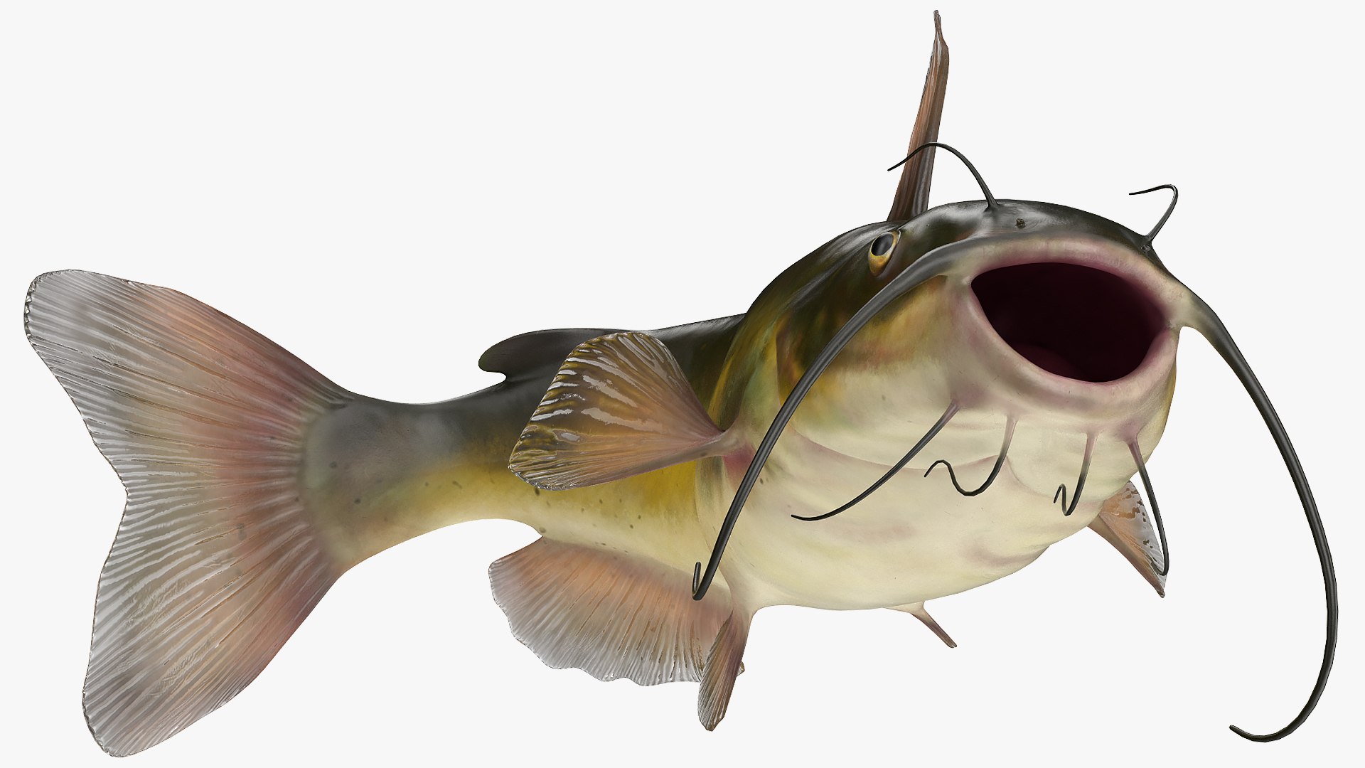 3D Channel Catfish Ictalurus Punctatus Rigged for Cinema 4D model https://p.turbosquid.com/ts-thumb/Yf/ntUNHQ/ZQ/channelcatfishictaluruspunctatusriggedc4dmodel014/jpg/1639643974/1920x1080/fit_q87/e0193f673a5ac39b54dc7ecd89b90742f6d78d8b/channelcatfishictaluruspunctatusriggedc4dmodel014.jpg