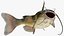 Channel Catfish Ictalurus Punctatus Rigged for Cinema 4D