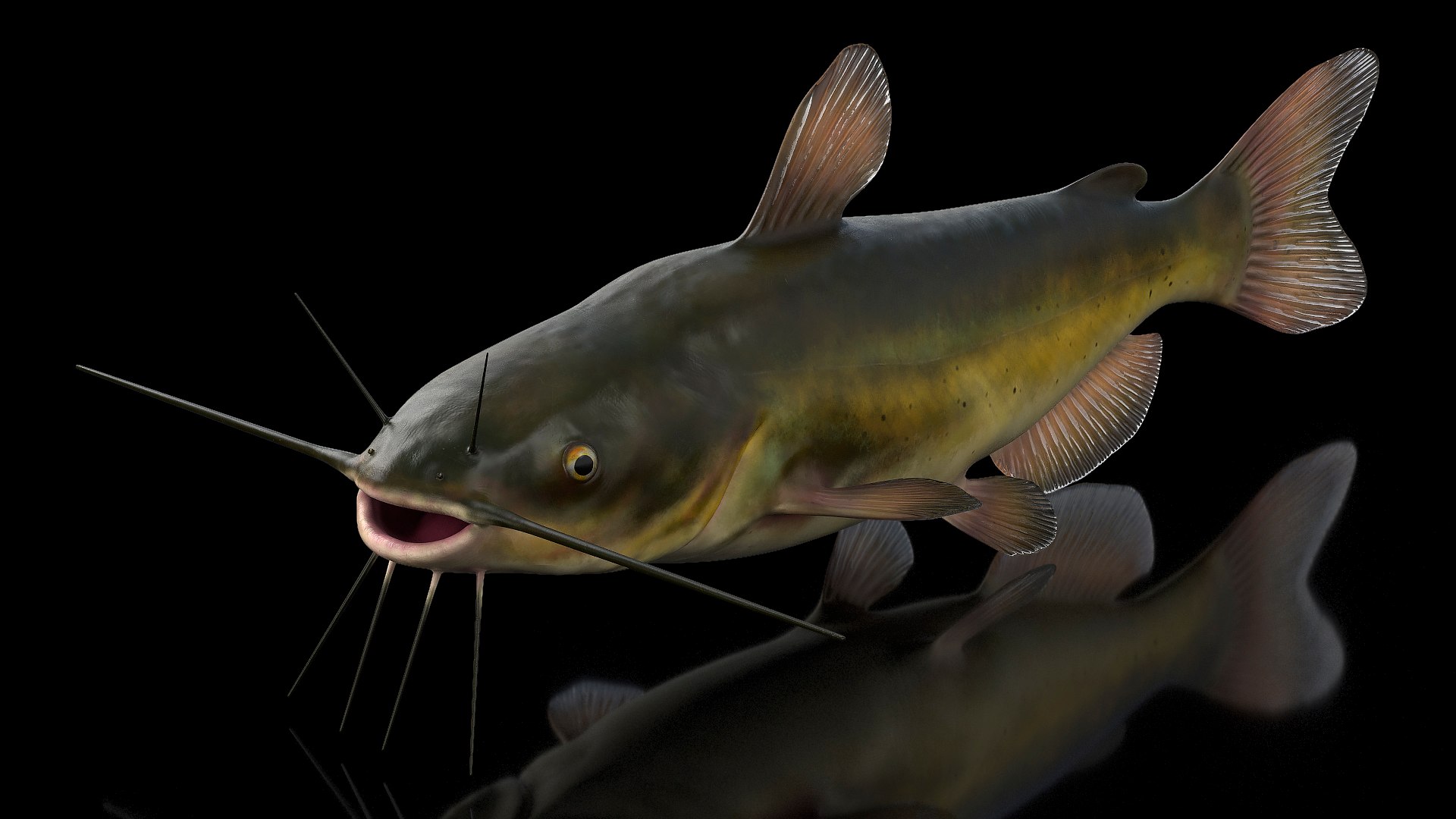 3D Channel Catfish Ictalurus Punctatus Rigged for Cinema 4D model https://p.turbosquid.com/ts-thumb/Yf/ntUNHQ/Zr/channelcatfishictaluruspunctatusriggedc4dmodel002/jpg/1639643925/1920x1080/fit_q87/d9257e586e564b9182255f0753238bacaf279c2e/channelcatfishictaluruspunctatusriggedc4dmodel002.jpg