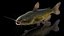 Channel Catfish Ictalurus Punctatus Rigged for Cinema 4D