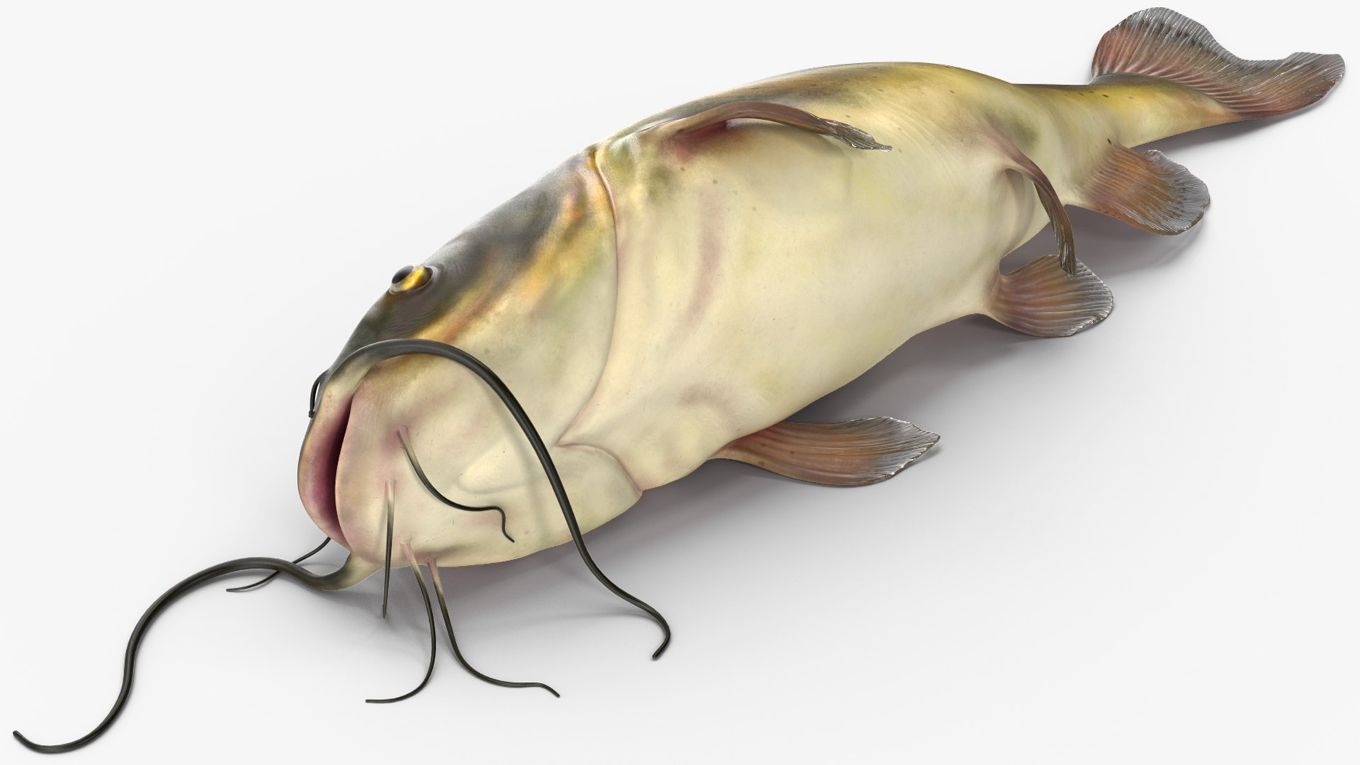 3D Channel Catfish Ictalurus Punctatus Rigged for Cinema 4D model https://p.turbosquid.com/ts-thumb/Yf/ntUNHQ/c0/channelcatfishictaluruspunctatusriggedc4dmodel015/jpg/1639643977/1920x1080/fit_q87/748dea6e47a9b0229a0bde7ba2ccafd9a0edd30b/channelcatfishictaluruspunctatusriggedc4dmodel015.jpg