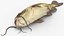 Channel Catfish Ictalurus Punctatus Rigged for Cinema 4D