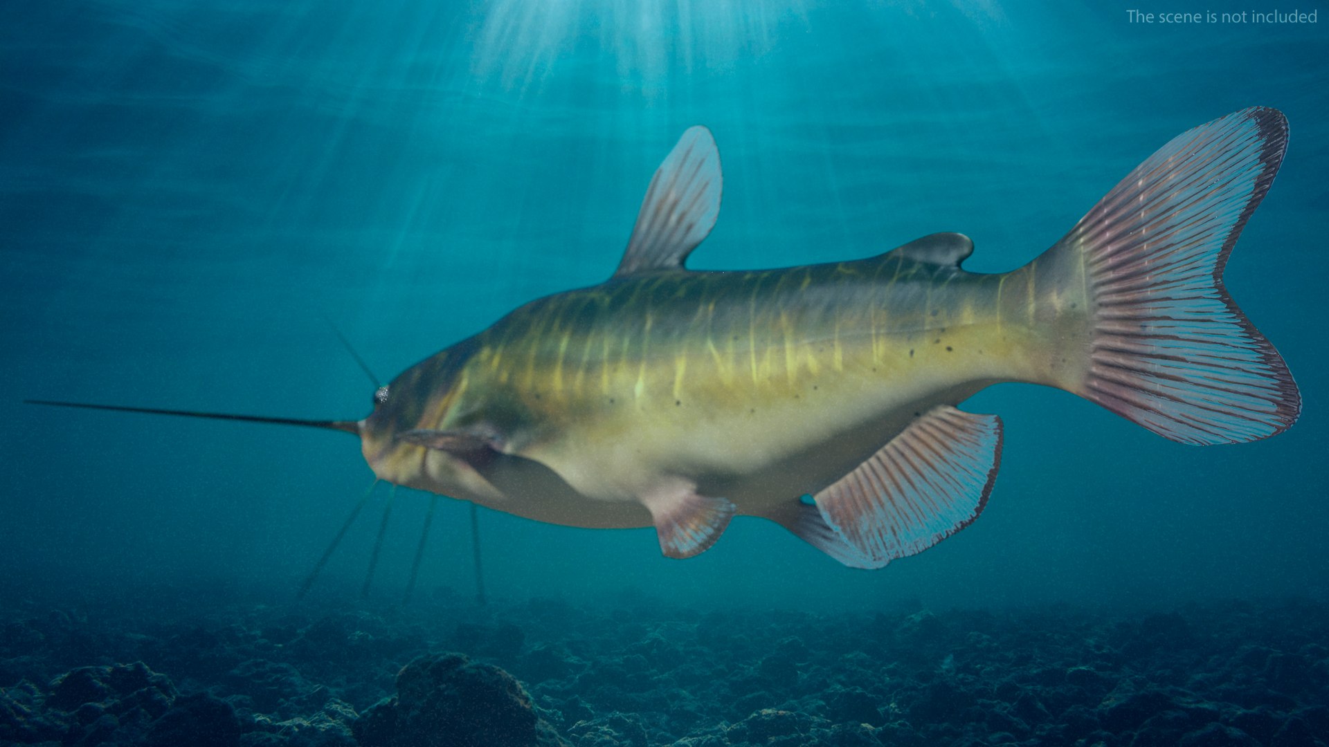 3D Channel Catfish Ictalurus Punctatus Rigged for Cinema 4D model https://p.turbosquid.com/ts-thumb/Yf/ntUNHQ/dw/channelcatfishictaluruspunctatusriggedc4dmodel005/jpg/1639643937/1920x1080/fit_q87/3885aba7004d6e43aef7e9ebcb03ba075815c794/channelcatfishictaluruspunctatusriggedc4dmodel005.jpg