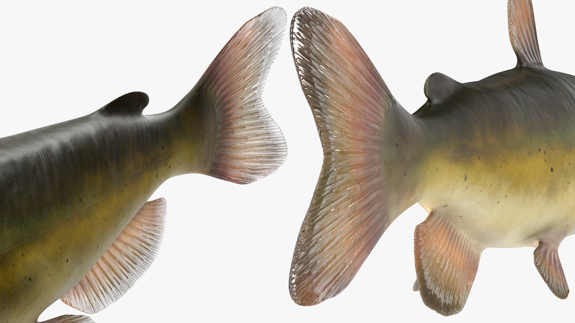 3D Channel Catfish Ictalurus Punctatus Rigged for Cinema 4D model https://p.turbosquid.com/ts-thumb/Yf/ntUNHQ/eI/channelcatfishictaluruspunctatusriggedc4dmodel032/jpg/1639644030/1920x1080/fit_q87/46871da6603925bf5388e187b512dfb93231e17c/channelcatfishictaluruspunctatusriggedc4dmodel032.jpg
