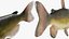 Channel Catfish Ictalurus Punctatus Rigged for Cinema 4D