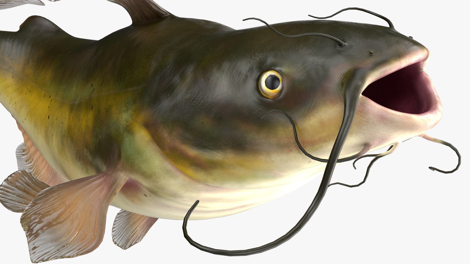 3D Channel Catfish Ictalurus Punctatus Rigged for Cinema 4D model https://p.turbosquid.com/ts-thumb/Yf/ntUNHQ/hz/channelcatfishictaluruspunctatusriggedc4dmodel033/jpg/1639644033/1920x1080/fit_q87/a78d545063faa83ba5b3bb4cf250825a3384076b/channelcatfishictaluruspunctatusriggedc4dmodel033.jpg