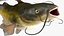 Channel Catfish Ictalurus Punctatus Rigged for Cinema 4D